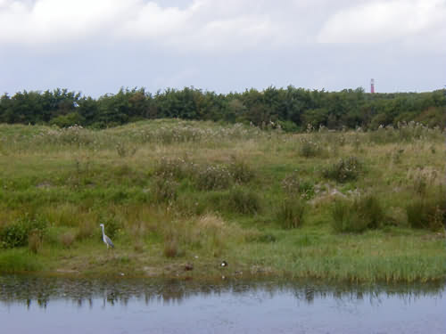DenHelder014